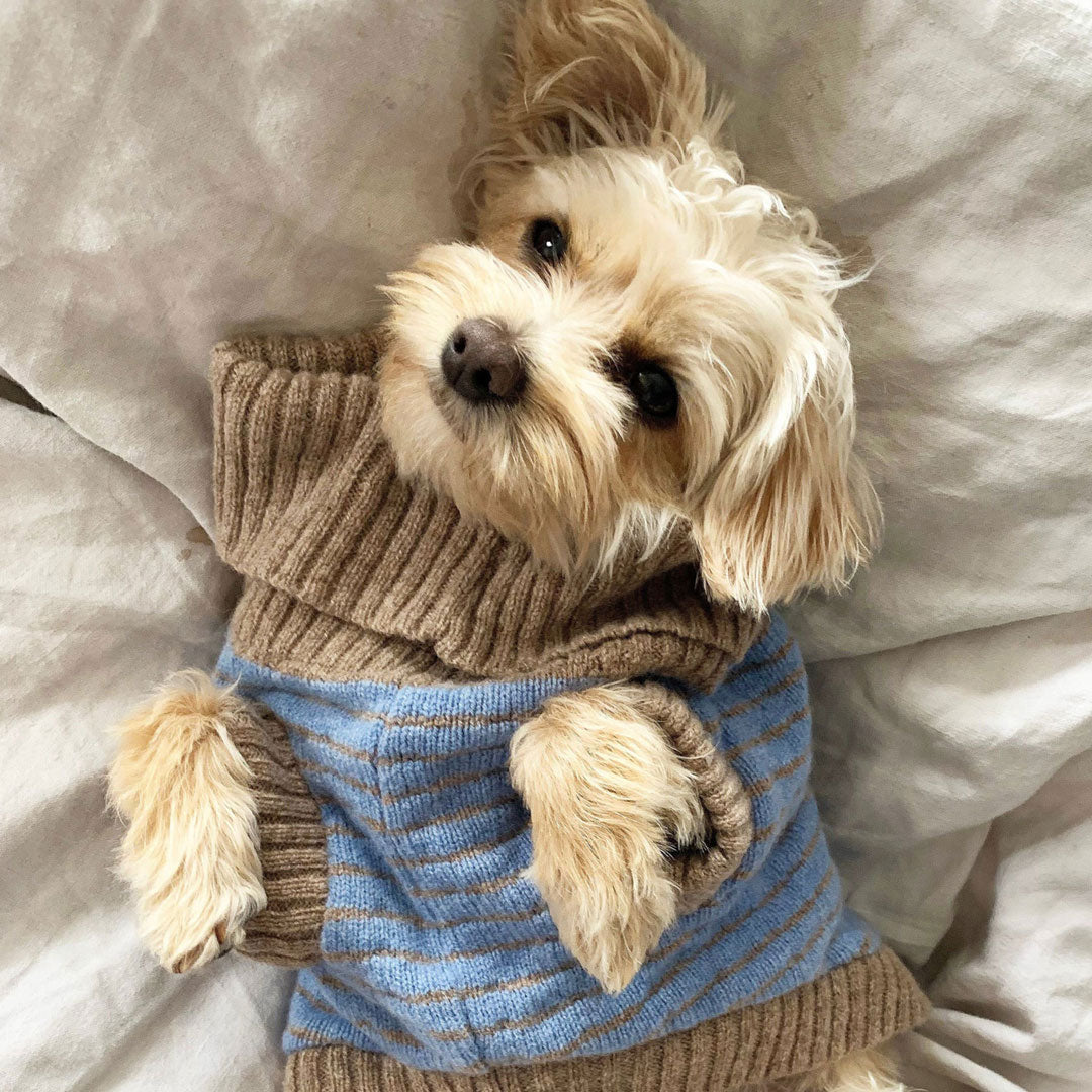 A small dog with fluffy fur wears a cozy striped sweater, looking playfully at the camera while lying on a soft blanket.