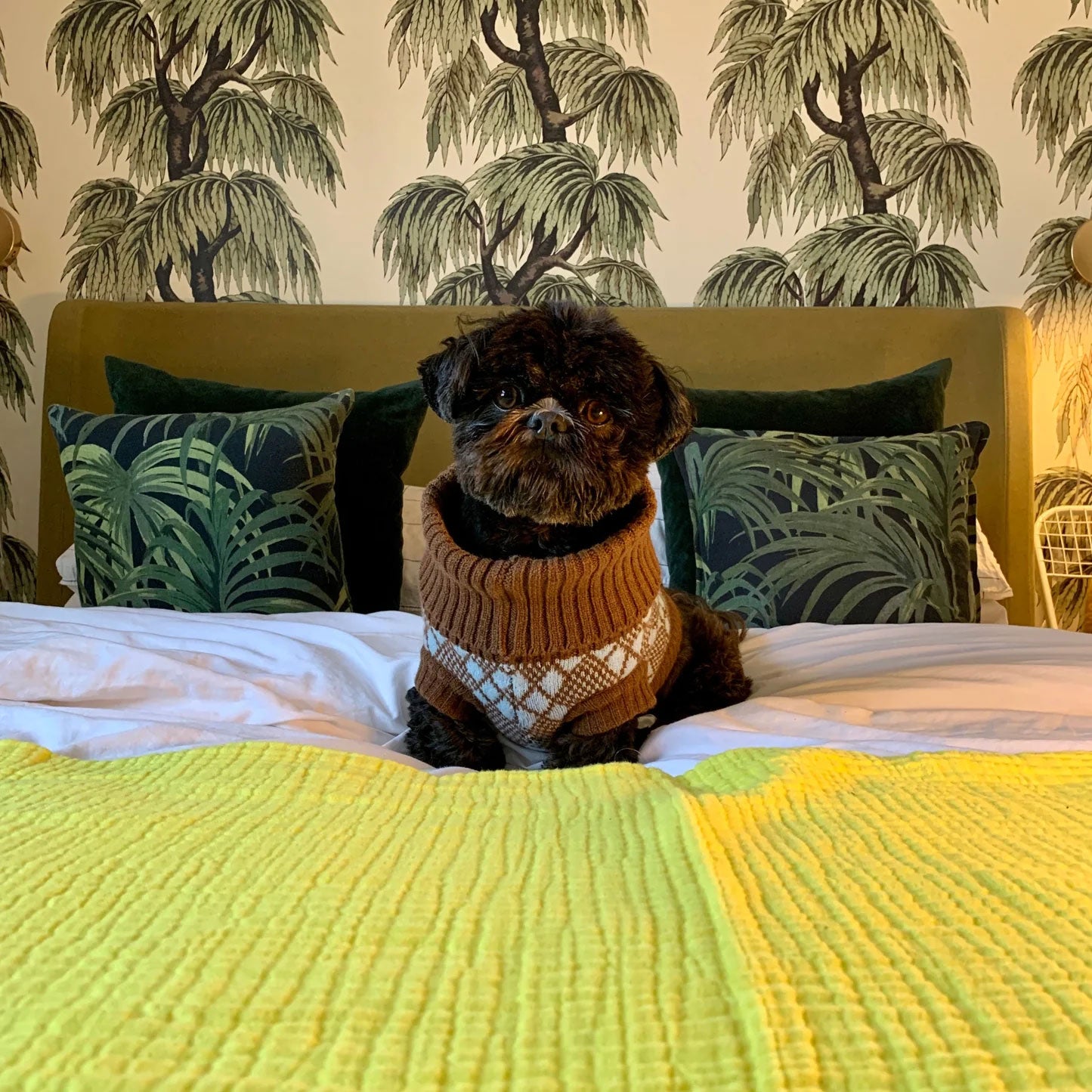 A small dog in a lambswool jumper in brown and turquoise, sits on a bed with tropical tree wallpaper in the background.