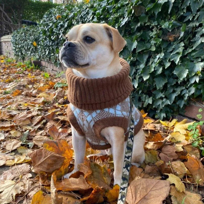 A pug dog in a lambswool jumper in brown and turquoise, sits amidst autumn leaves.