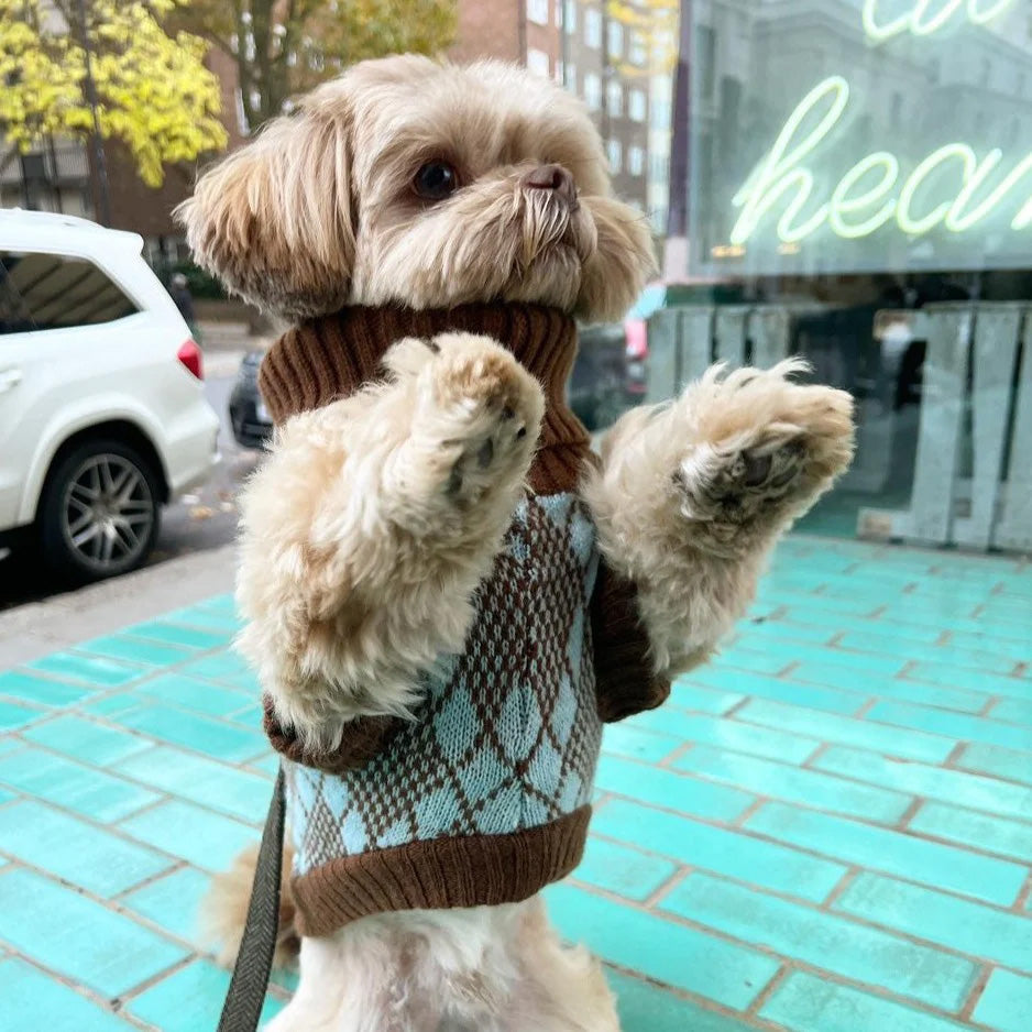 A small dog in a wool jumper stands on two legs with paws up against a glass window.