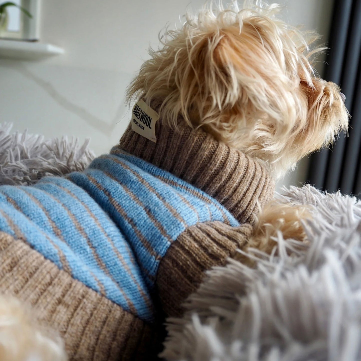 A small dog in a cozy, striped sweater lounges on a fluffy blanket, gazing out a window, showcasing its fluffy fur and relaxed demeanor.