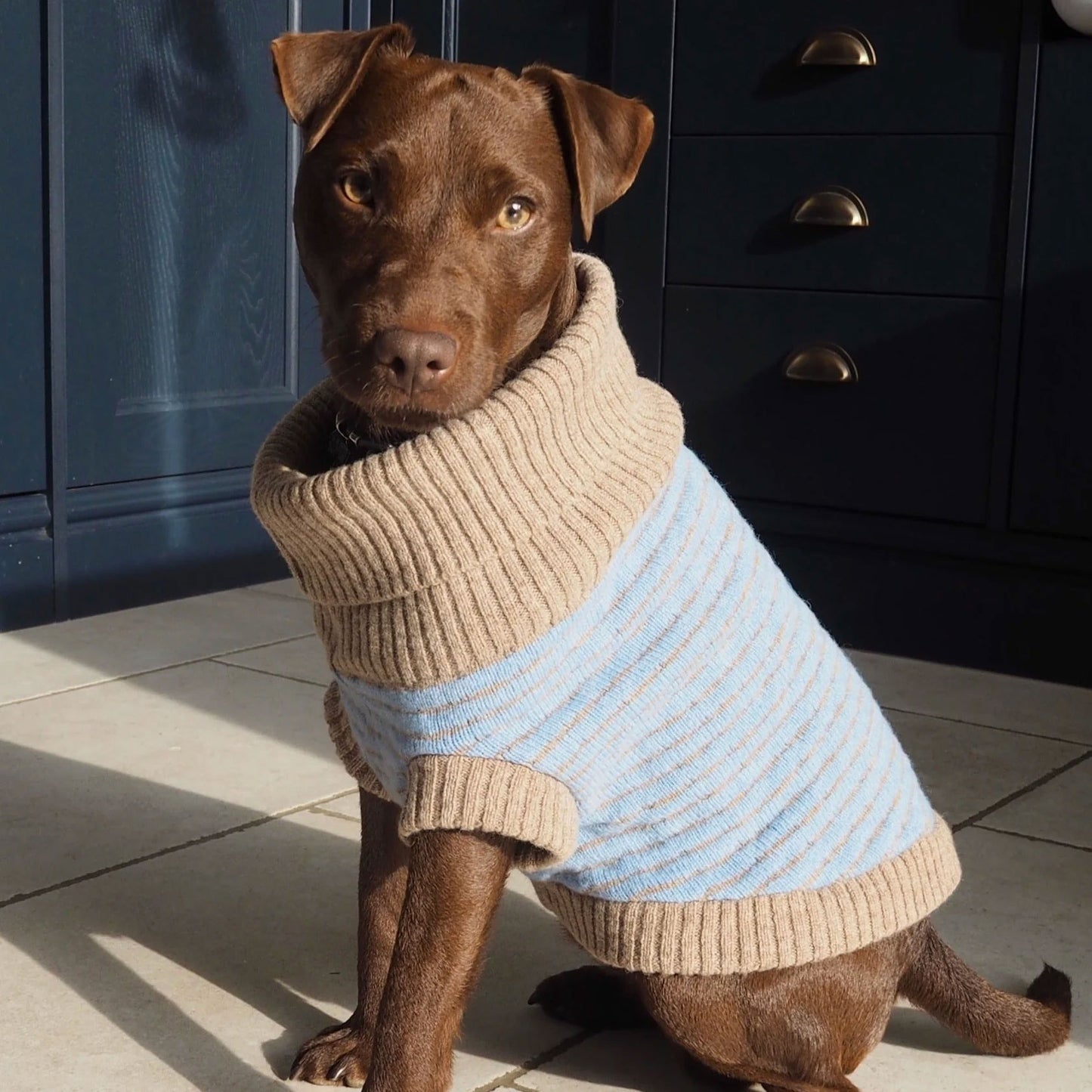 A brown dog in a sky blue and beige sweater sitting on a sunny kitchen floor next to a cabinet.