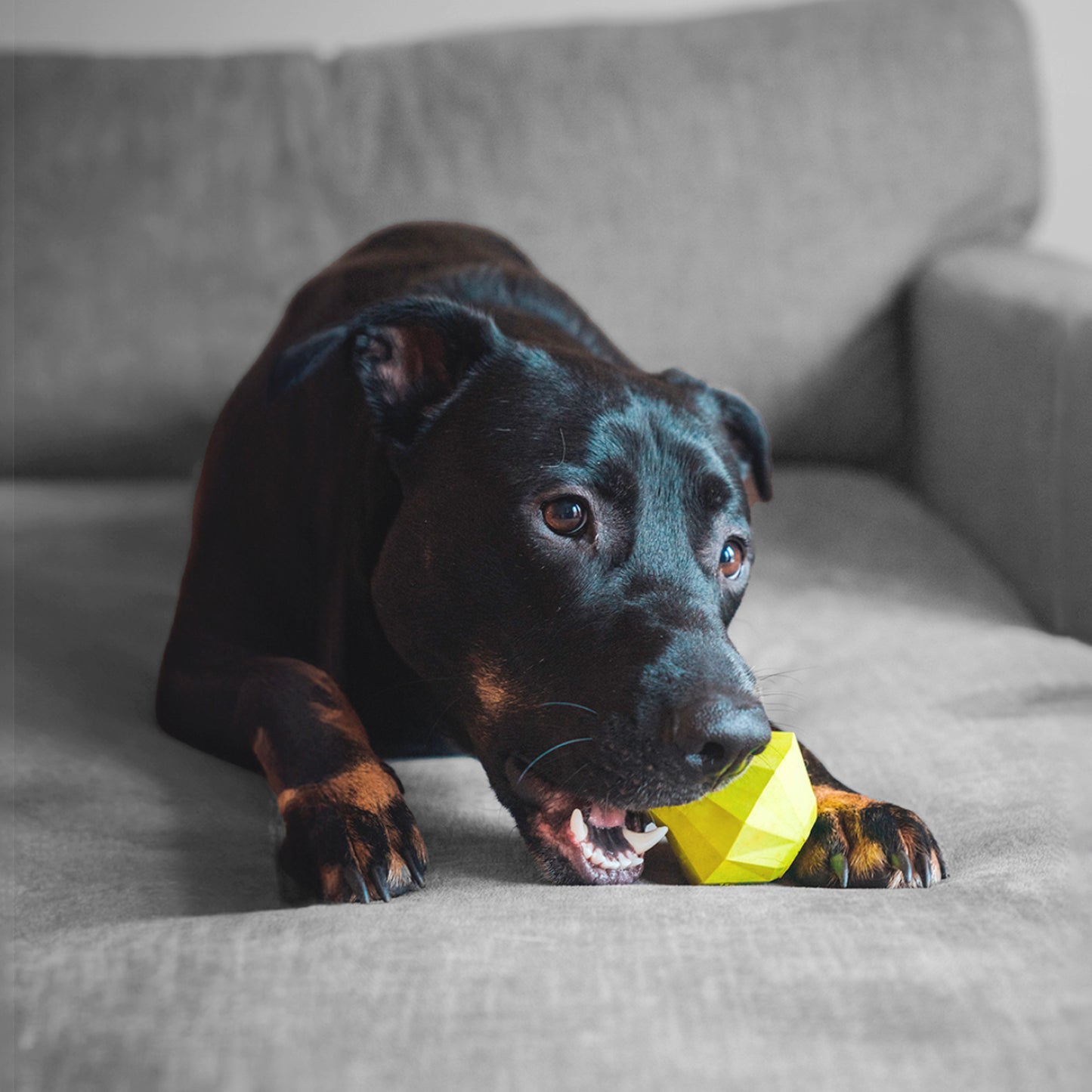 Black dog lying on a couch, playfully biting a lime green durable Pear Pet treat Dispenser.