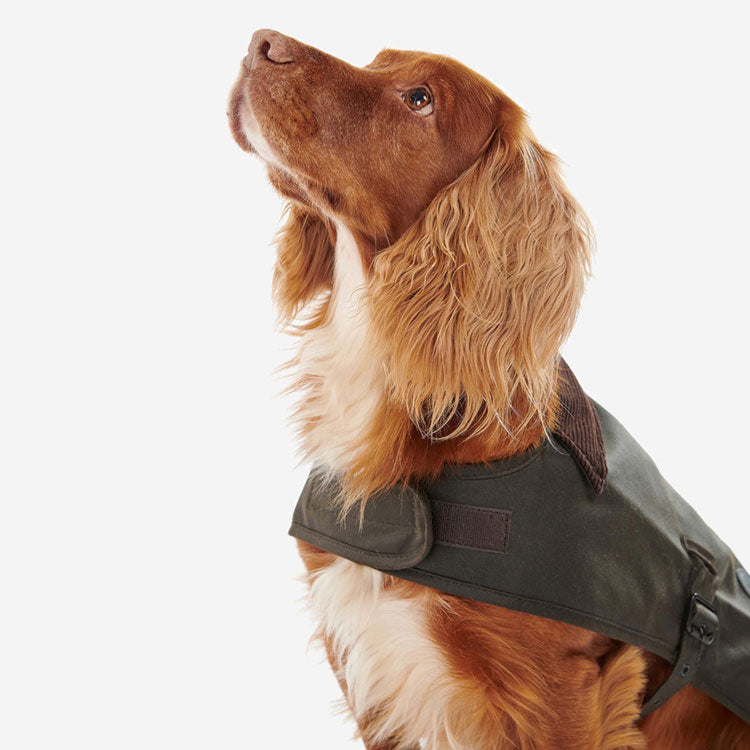 A brown and white spaniel wearing a dark, stylish "Barbour" dog coat looks upward, showcasing its friendly expression and soft, wavy fur.