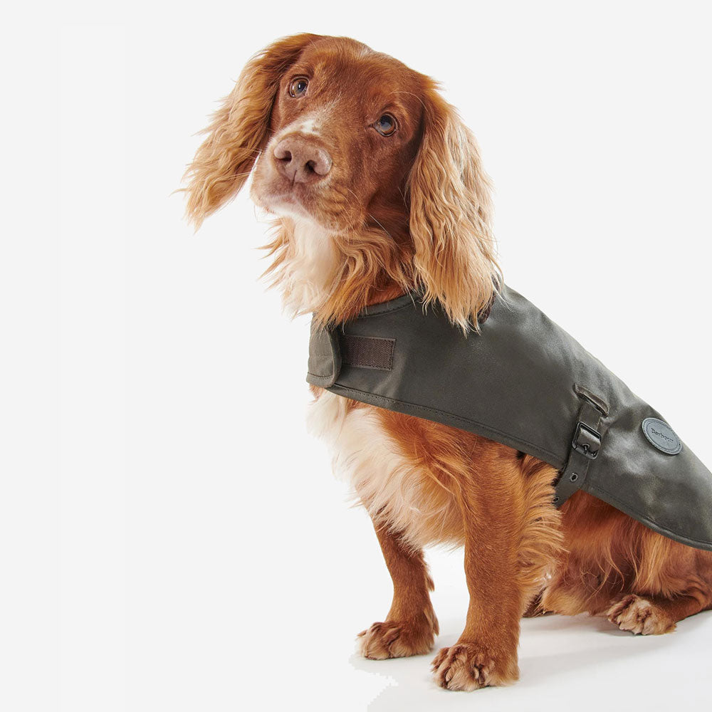 A brown spaniel wearing a stylish dark green coat, looking curiously at the camera, showcasing its fluffy fur and expressive eyes.
