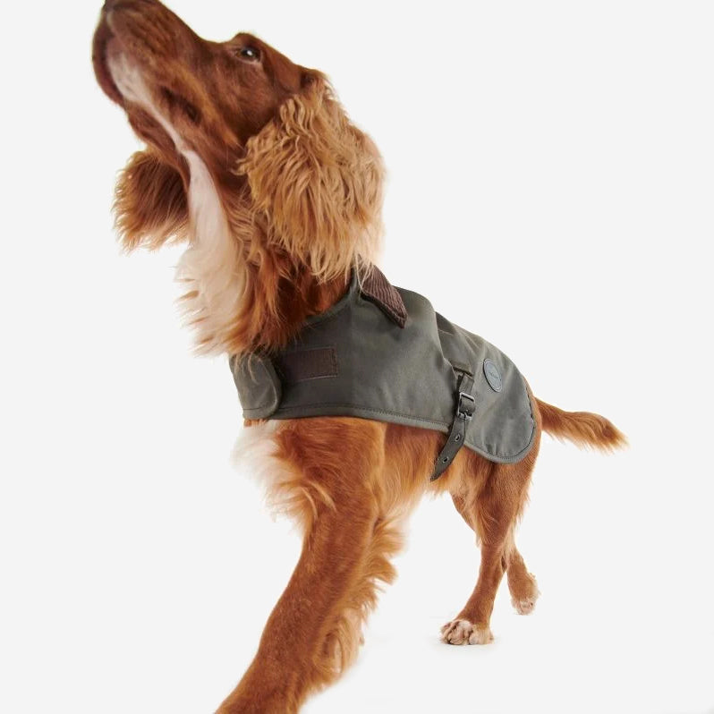 A golden-brown dog wearing a stylish grey coat, proudly strutting with its head held high against a white background.