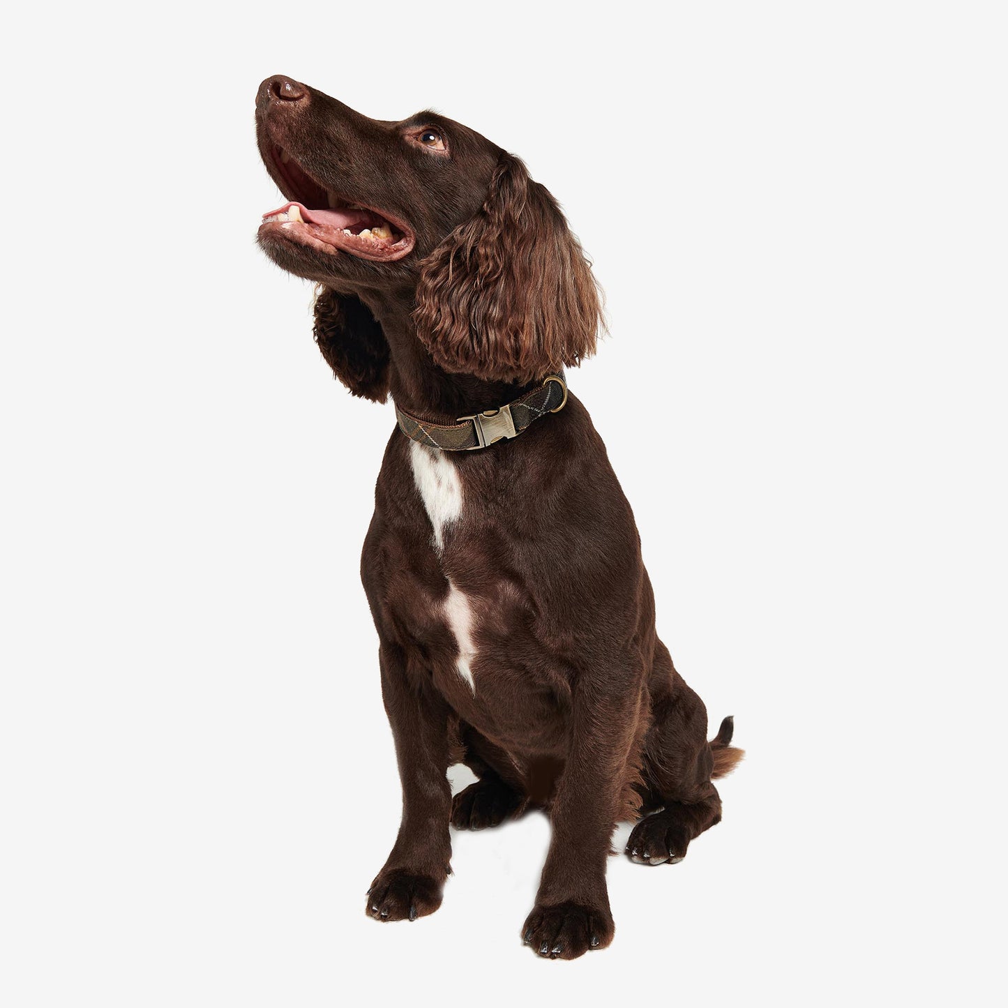 A happy brown dog with floppy ears sits upright, wearing a collar and looking upward with an open mouth, against a white background.