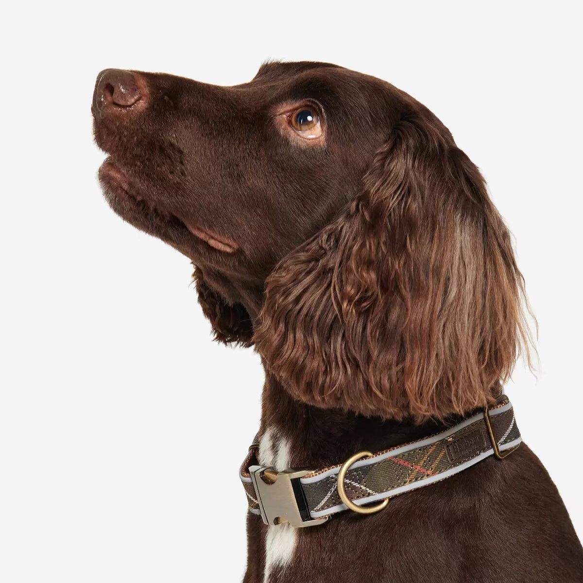 Close-up of a brown dog with curly fur wearing a patterned collar, looking upwards against a white background.