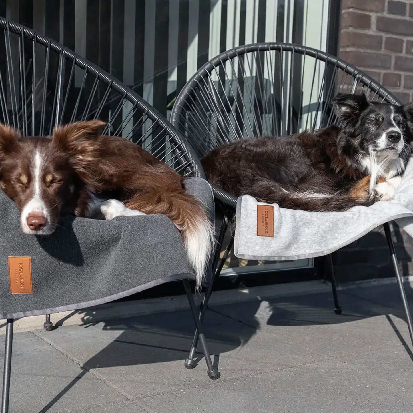 Two border collies lying on a dark grey and light great plush dog blankets with tan leather logo labels.