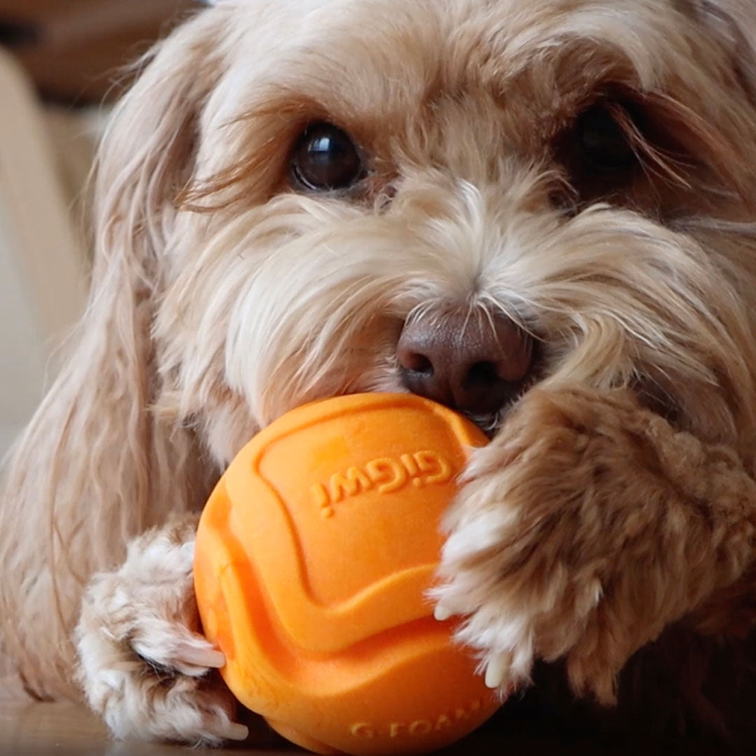 A fluffy dog holding an orange ball in its mouth.