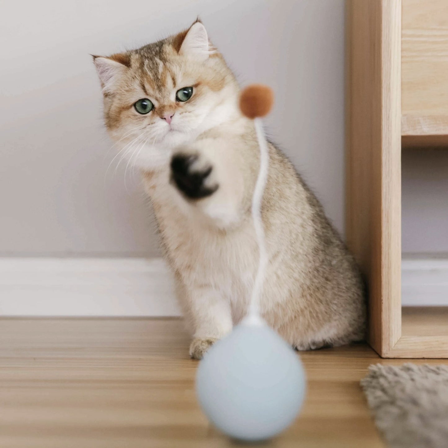 A fluffy cat with green eyes pawing at a dangling toy indoors.