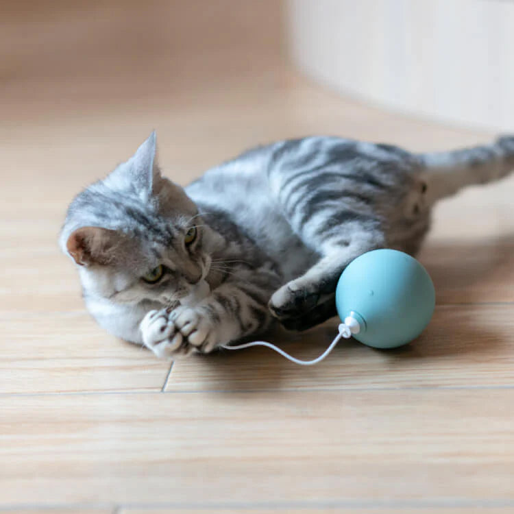 A grey striped cat playing with a motorised blue ball toy on a wooden floor.