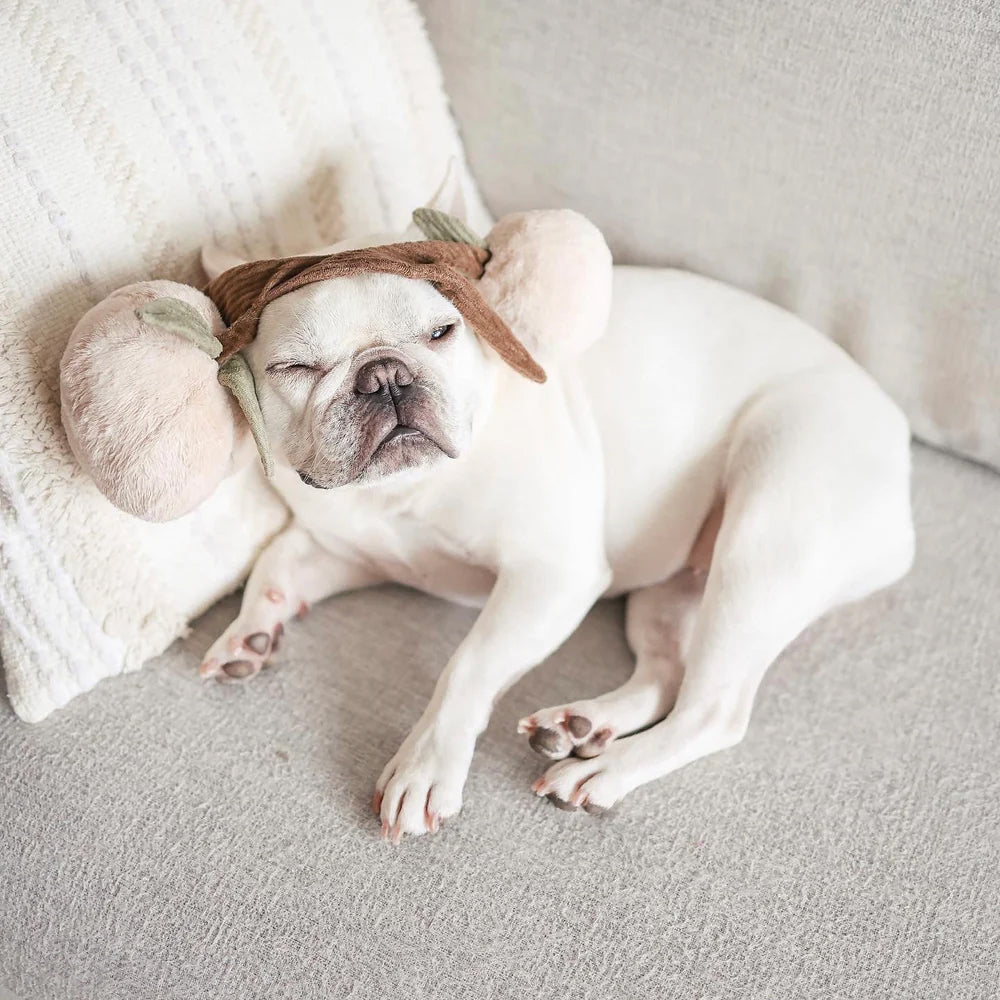 A relaxed white French Bulldog wearing a plush play toy resembling ear muffs, lounging comfortably on a sofa with a dreamy expression.