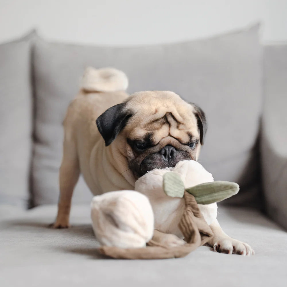 A playful pug sniffs a soft toy resembling a flower on a light grey couch, showcasing its curious and affectionate nature.