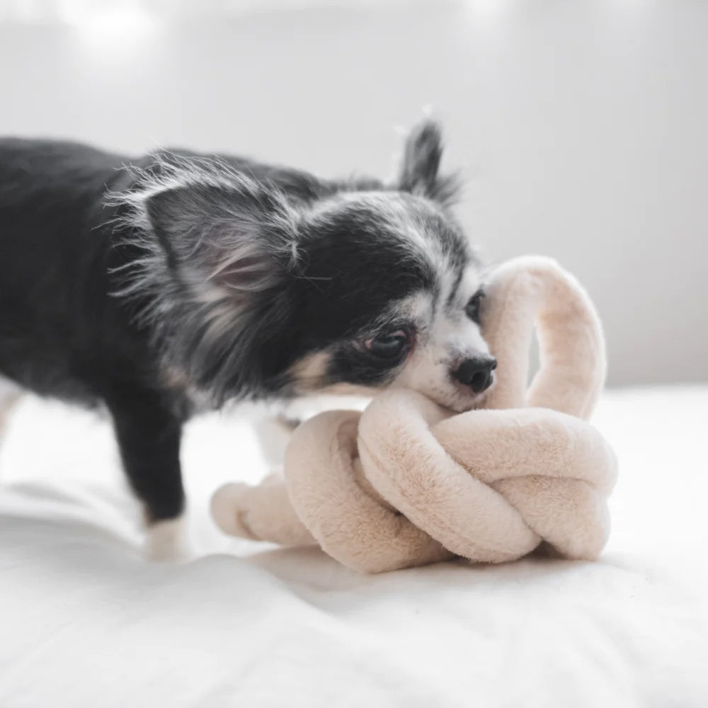 A black and white Chihuahua playfully gnaws on a soft beige knotted toy, set against a light, blurred background.