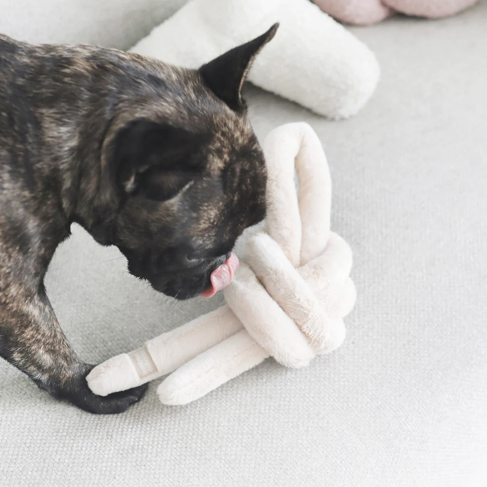 A brindle French Bulldog licks a soft, knotted toy on a light grey surface, with a cozy background.
