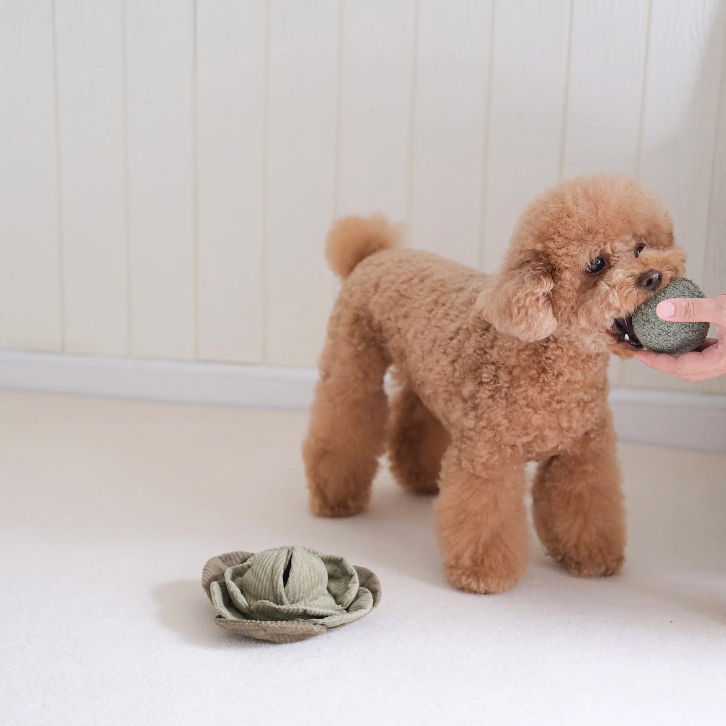 A fluffy brown poodle stands on a white floor, holding a round green toy in its mouth, with a soft cloth toy nearby.