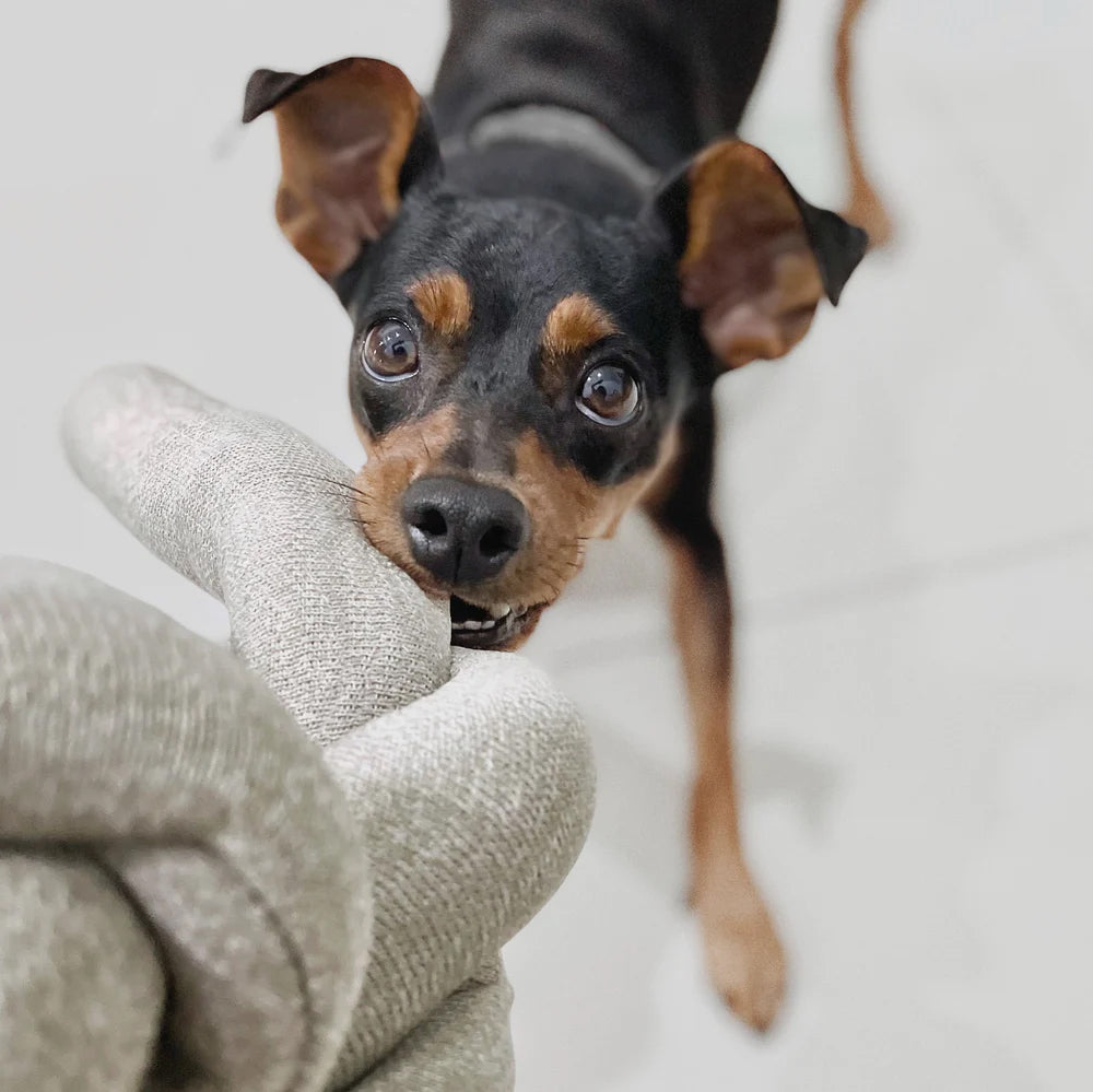 A playful black and tan dog is tugging on a soft, knotted toy, showcasing its eager expression and shiny coat.