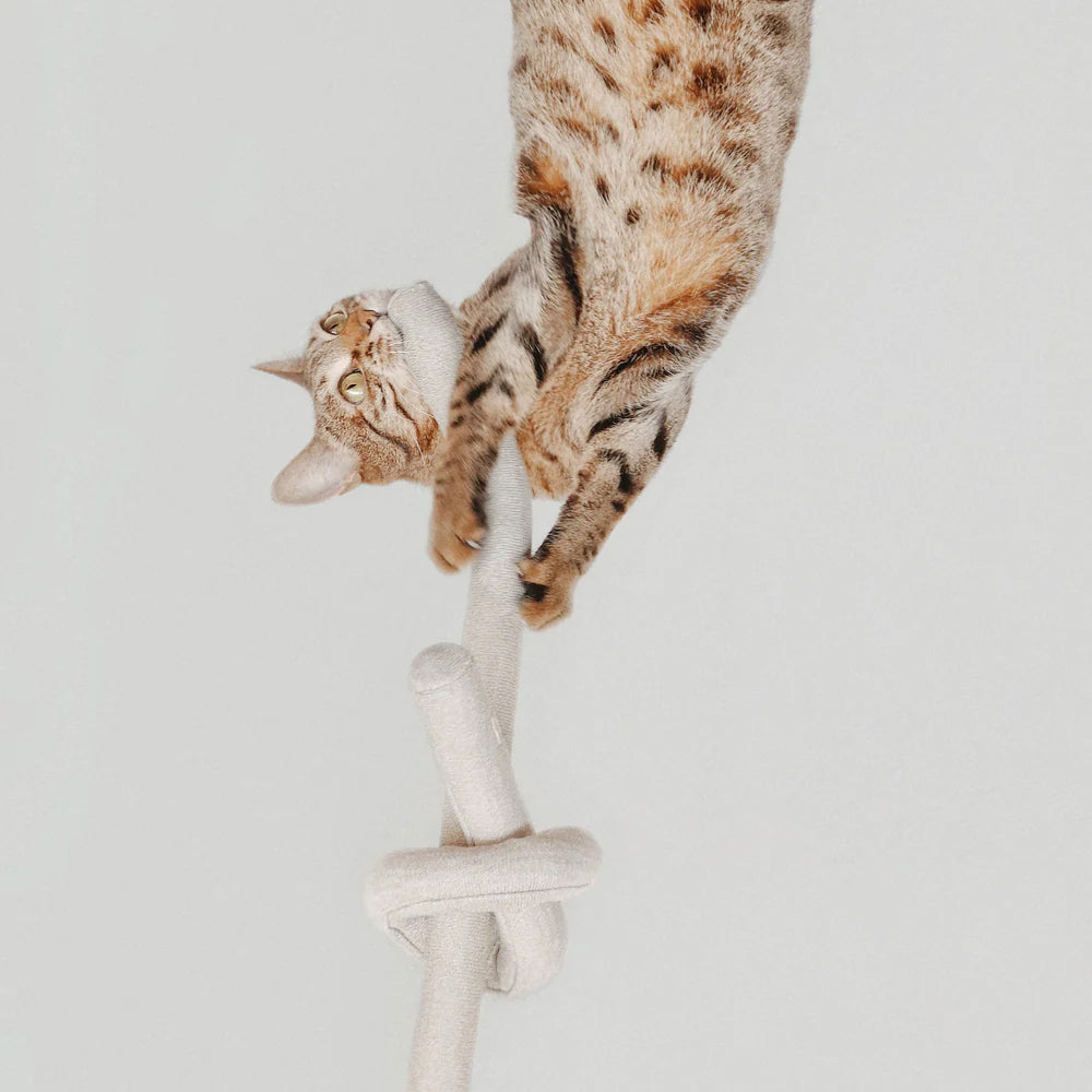 A playful spotted cat hangs upside down from a soft, white climbing post, revealing its curious expression and agile body.