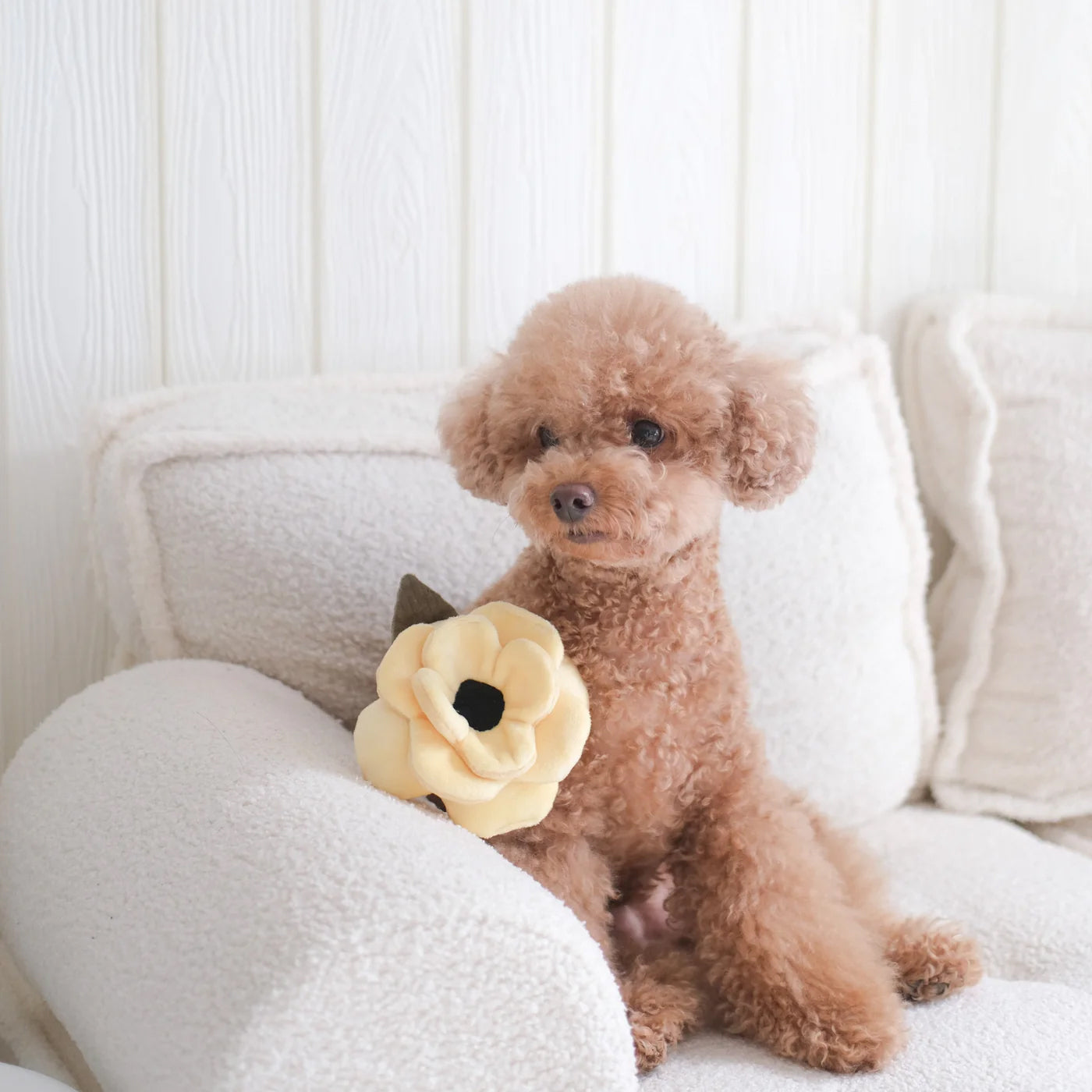 A fluffy brown poodle sits on a cozy sofa, holding a soft yellow flower toy against its side, radiating cuteness and charm.
