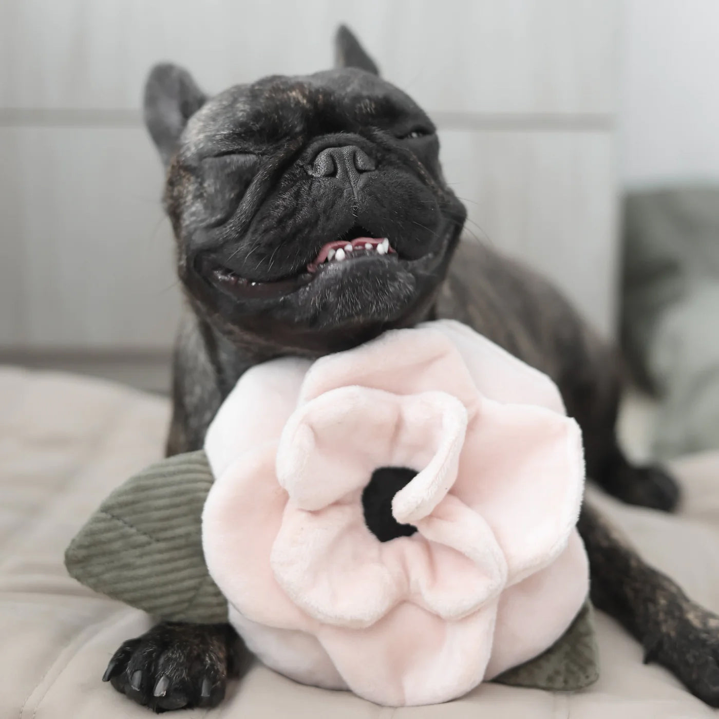 A smiling French Bulldog rests its head on a plush pink flower, exuding joy and contentment against a soft beige background.