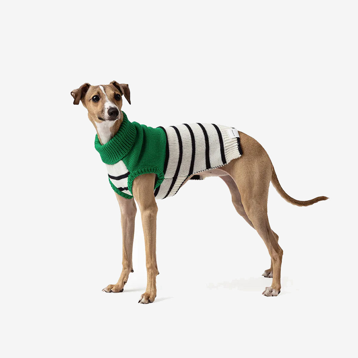 A dog wearing a green and white striped sweater standing against a white background.
