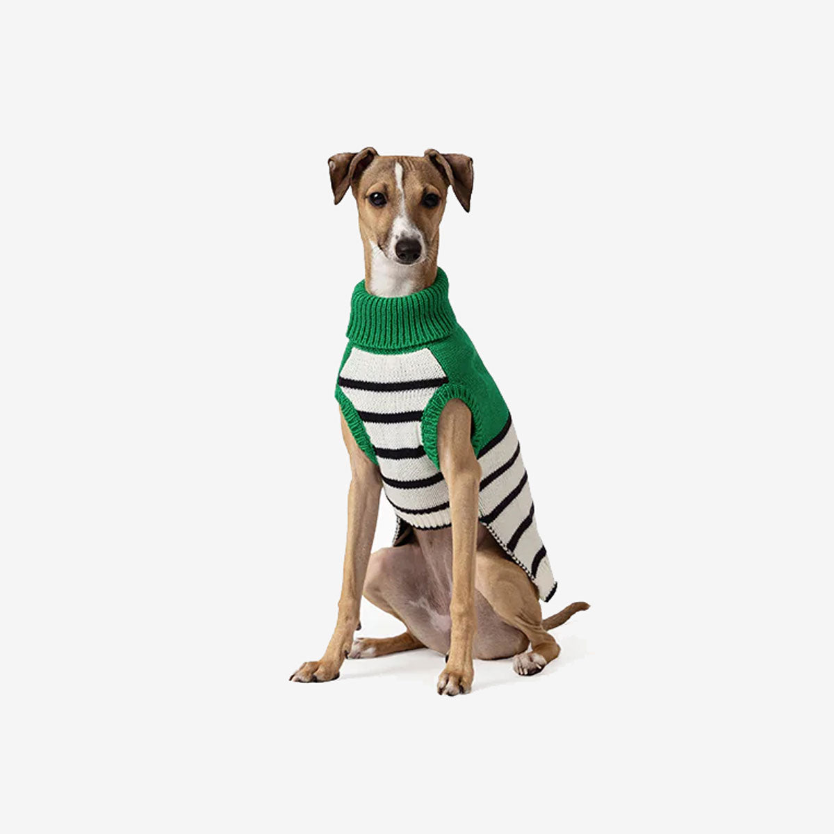 A dog wearing a green and white striped sweater sits against a white background.