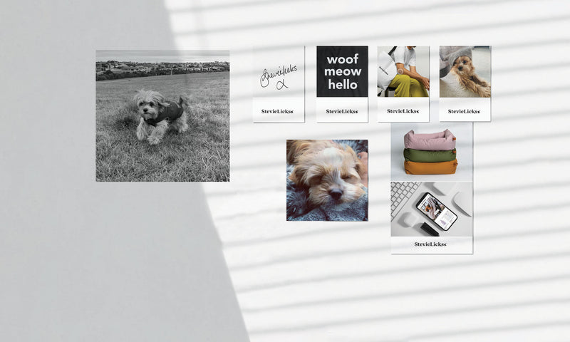Collage of stevies puppy photos and stevie licks branded cards on a wall, casting soft shadows.