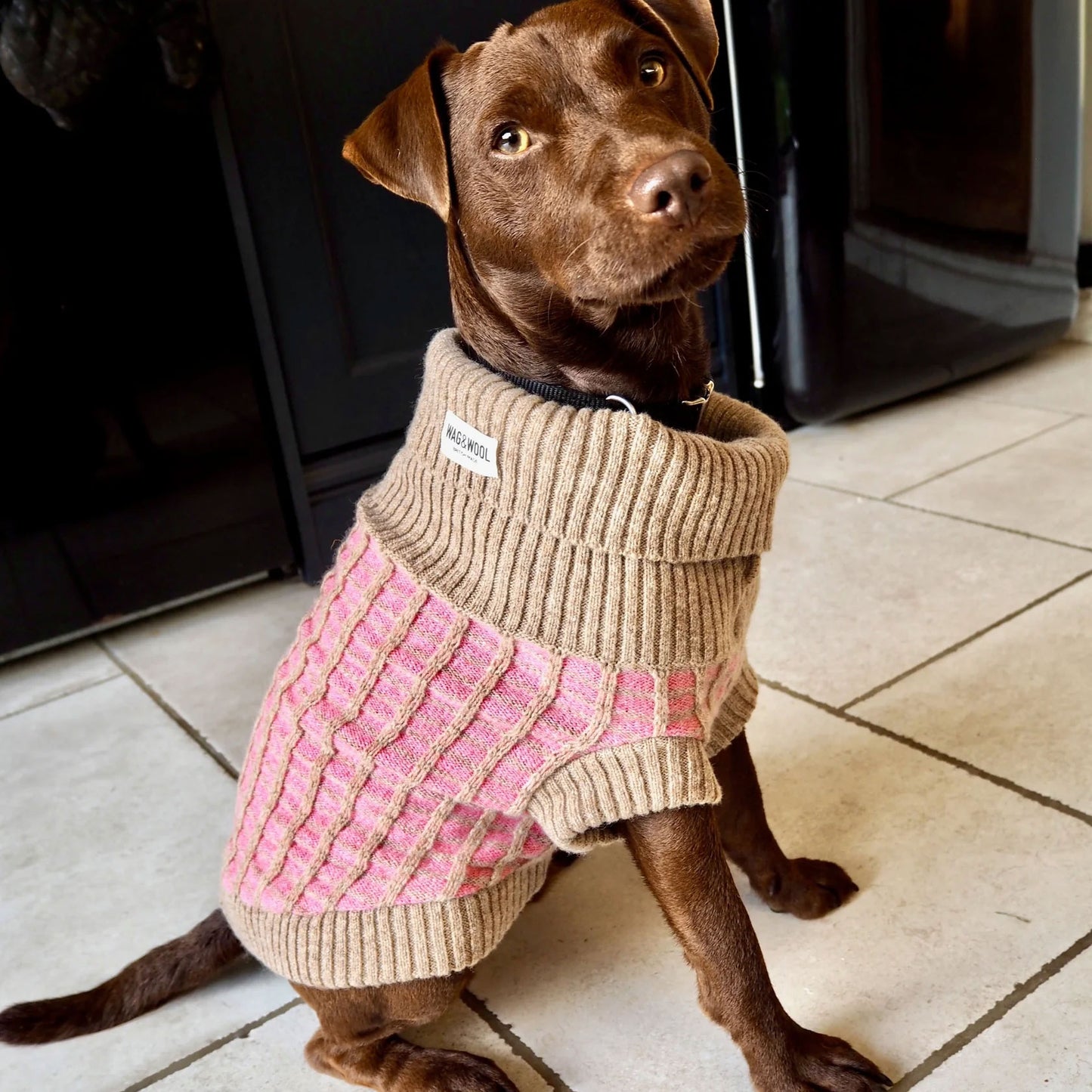 A brown dog wearing a 100% lambswool beige and pink jumper, sitting on a tiled floor.