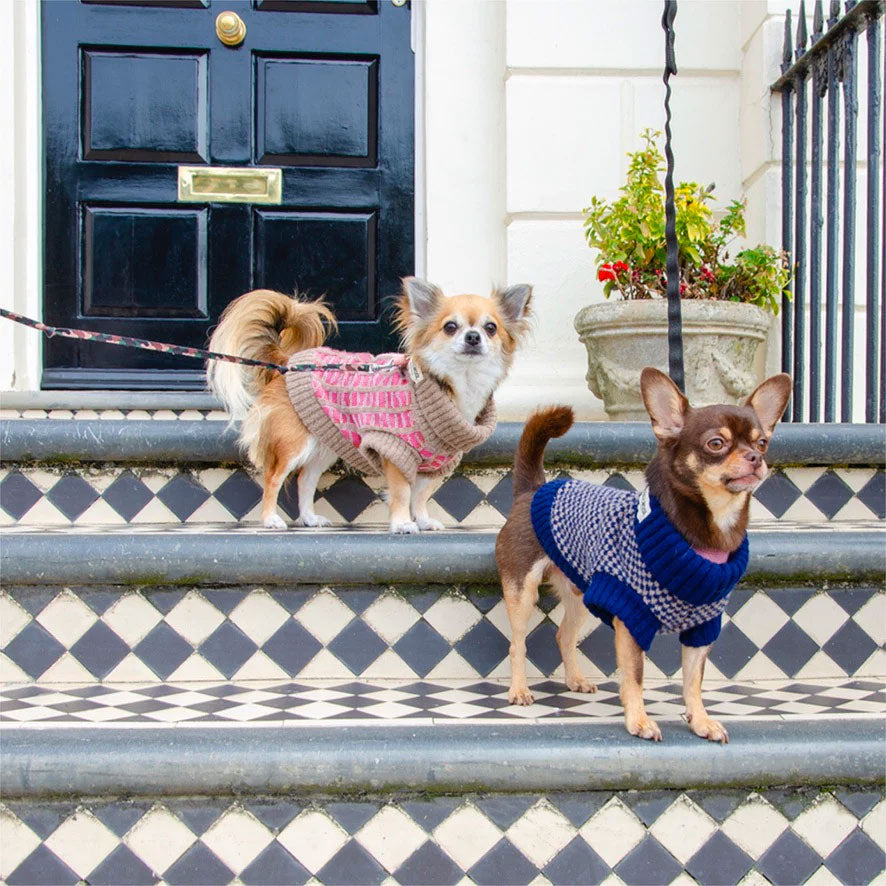 Two Chihuahuas in 100% lambswool jumpers on a checkered doorstep, one looking at the camera.