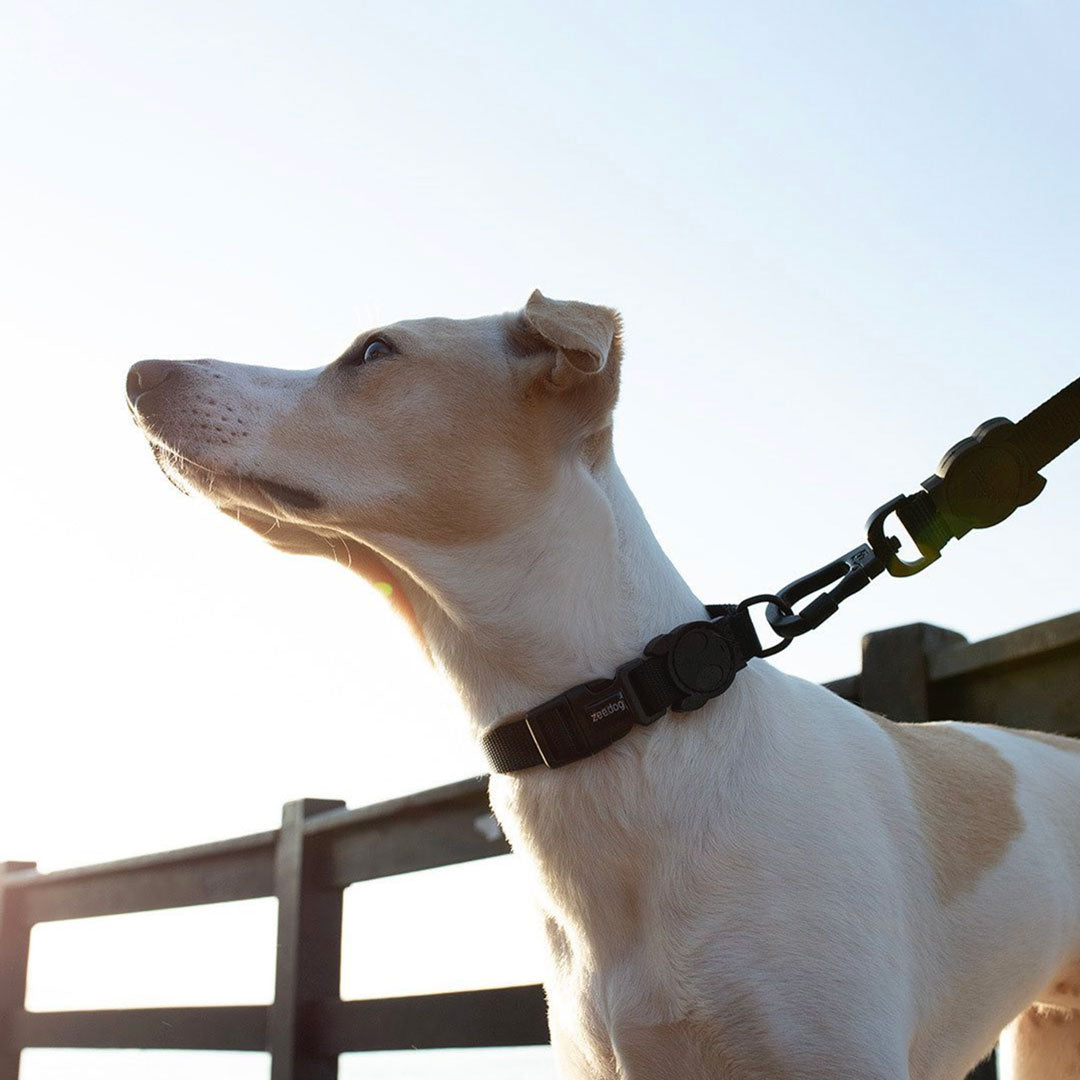 A white dog on a leash looking up with a bright sky in the background.