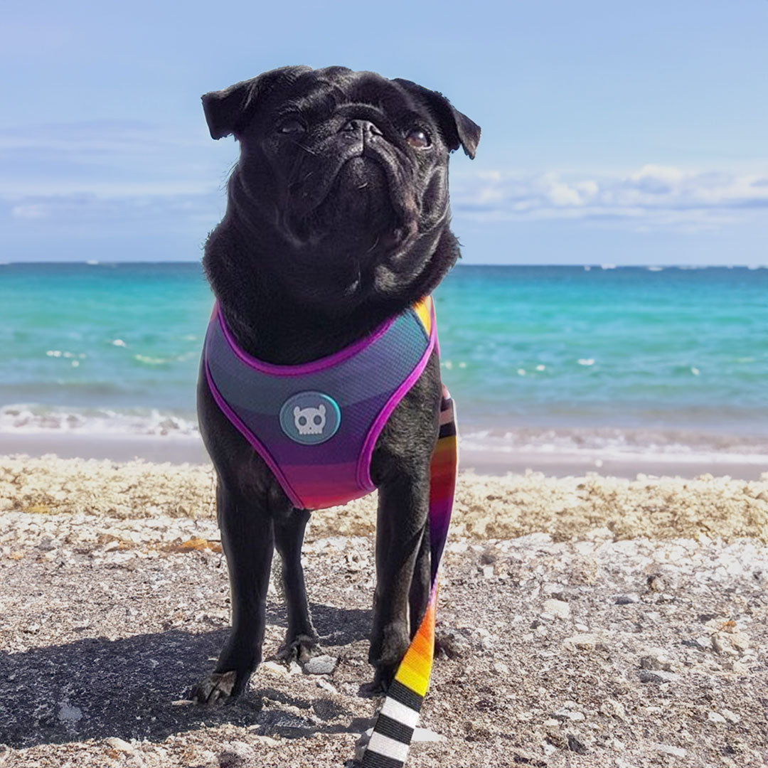 A black pug in a colorful harness stands on the beach with the sea in the background.