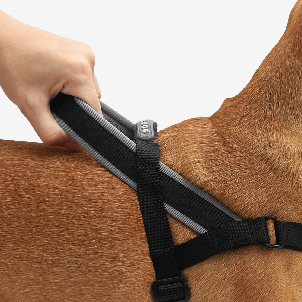 A hand holding a handle on a black harness fitted on a brown dog.