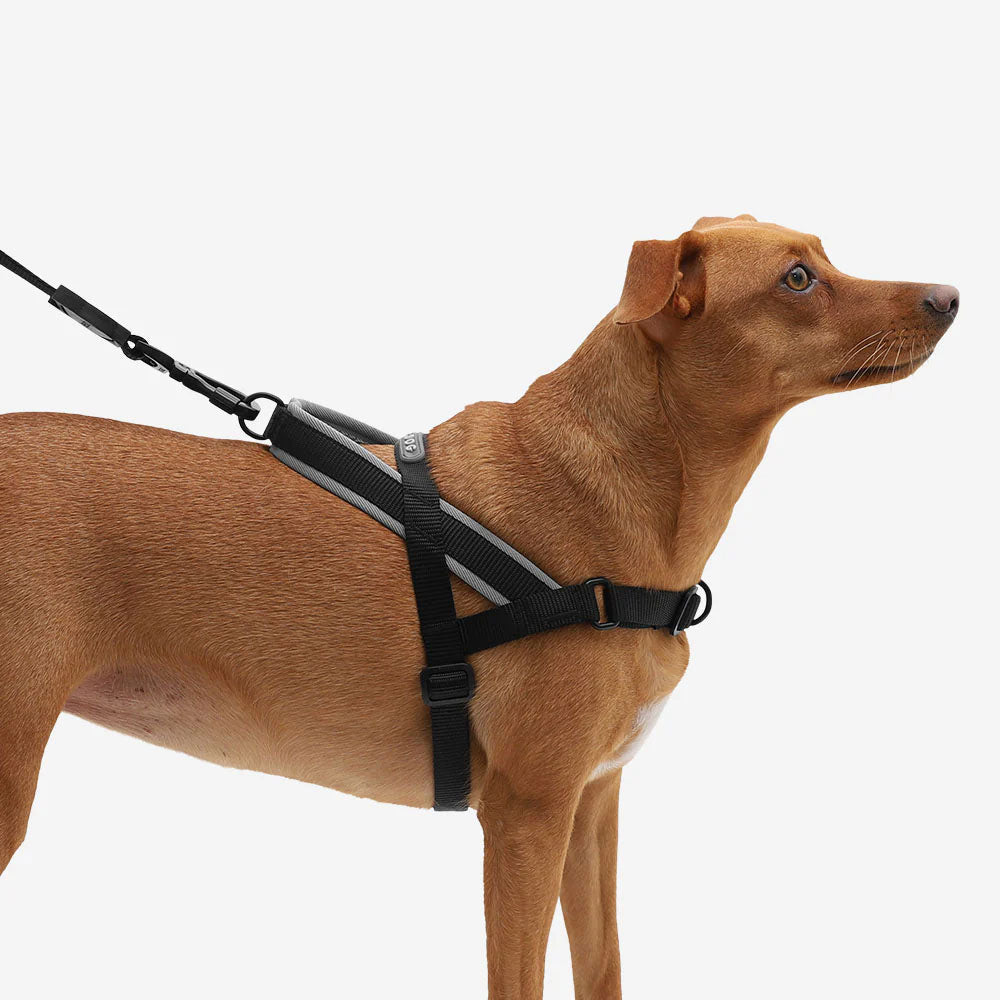 Brown dog in a harness on a leash against a white background.