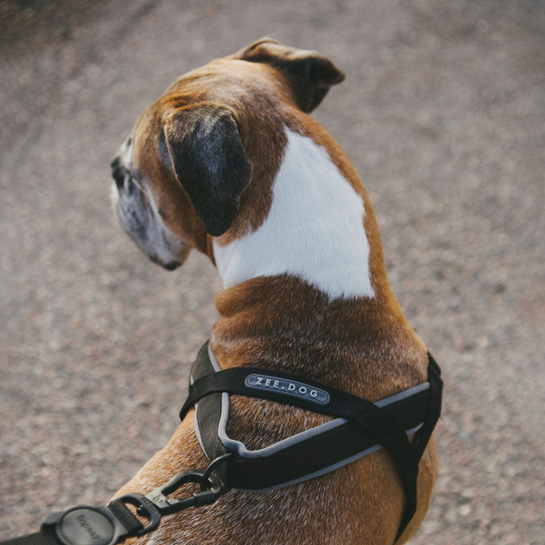 A dog in a zee dog soft walker harness viewed from behind, focusing on its head and back.