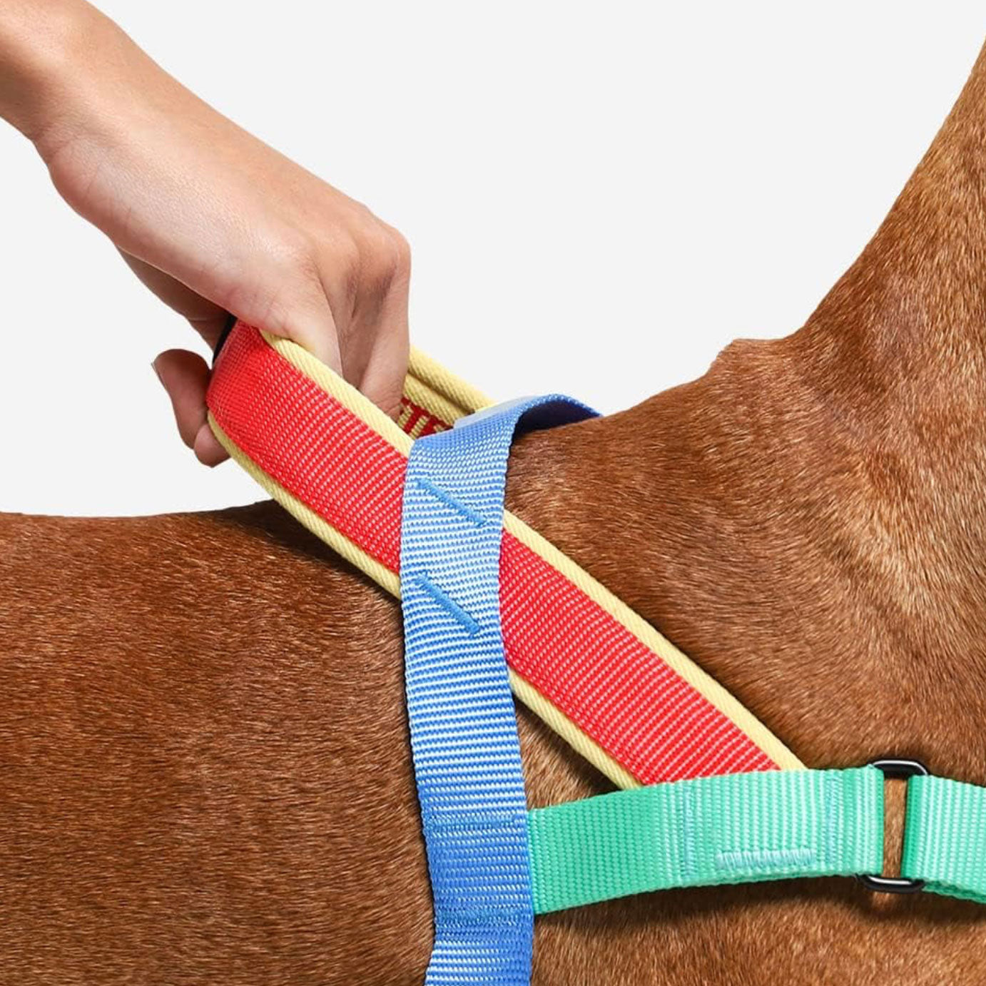 A hand holding a multi-coloured dog harness, adjusting it securely around a brown dog's body.