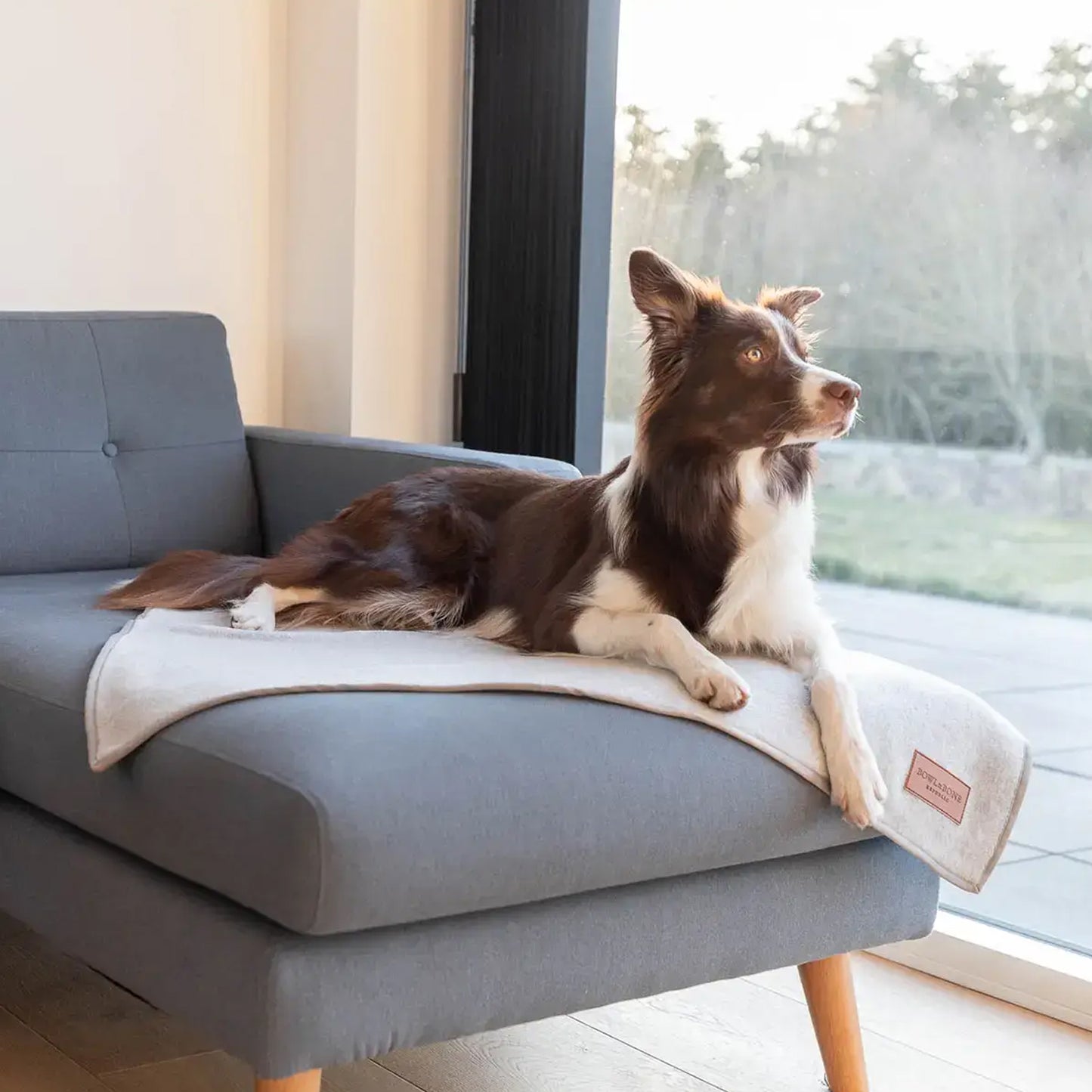 A brown and white dog lying on a grey sofa, looking out the window.