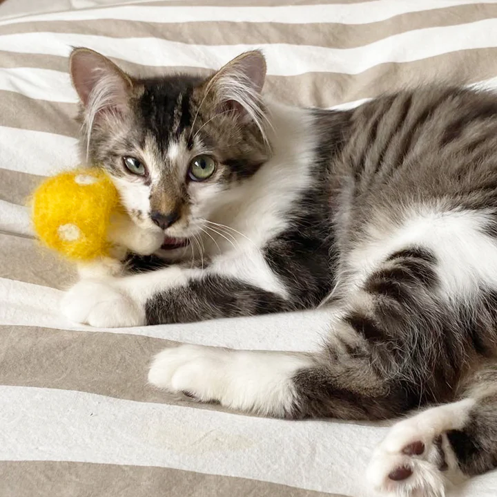 A playful tabby kitten lounges on a striped blanket, chewing on a yellow felt mushroom toy. Its green eyes are focused and curious.