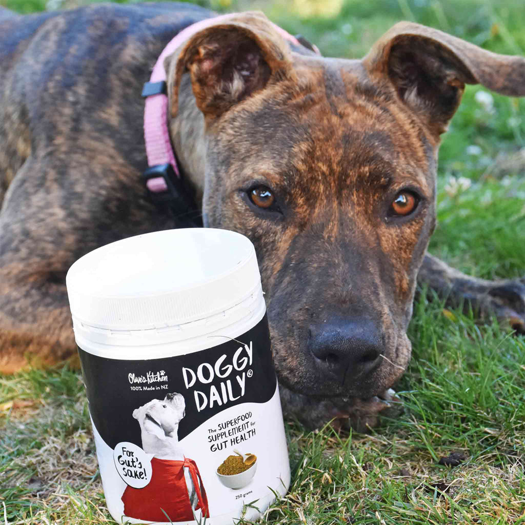 A close-up of a brown brindle dog lying on grass next to a container of "Doggy Daily" gut health supplement.