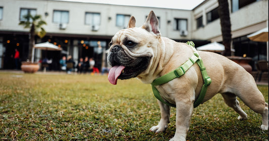 Dog-Friendly Restaurants & Bars: Auckland