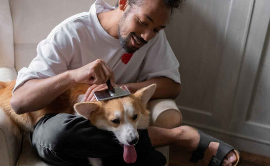How to Build a Dog Wellness Routine: A NZ Vet-Informed Guide