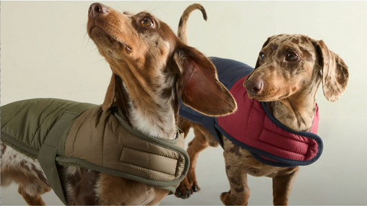 Barbour Meets StevieLicksx® — British Heritage for New Zealand Dogs