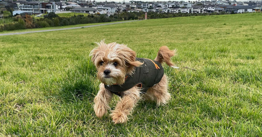 Stevie's Top 10 Dog Parks: Auckland