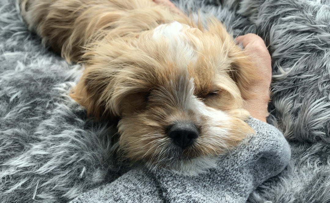 Baby Stevie the puppy curled up on mum's lap on the way home for the first time