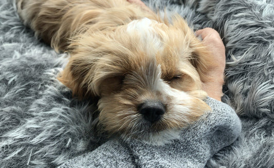 Baby Stevie the puppy curled up on mum's lap on the way home for the first time