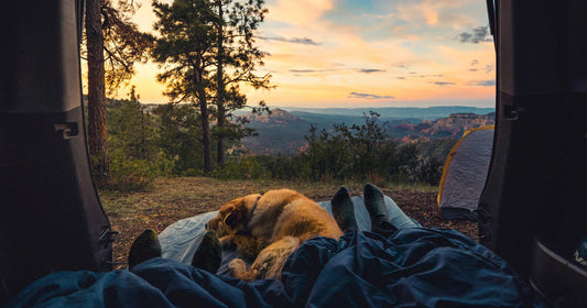 Where to Go When the City Can Wait — Dog-Friendly Campsites in New Zealand
