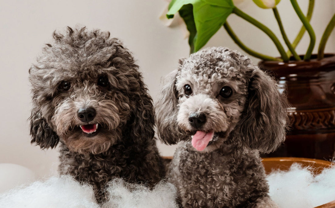 2 grey poodles sitting in a bubble bath at home