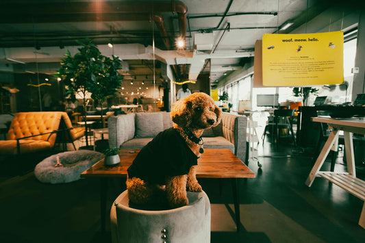 Dog-Friendly Offices: A New Trend in Workplaces