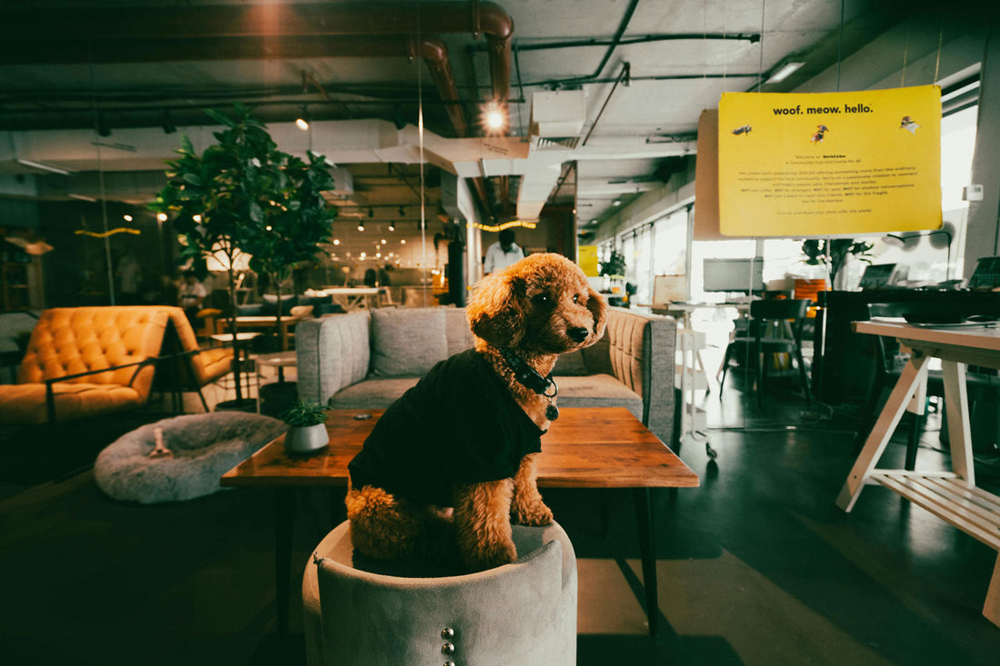 The Canine Colleague