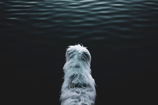 Fluffy white dog gazing out over dark rippling water, NZ dog water activities guide